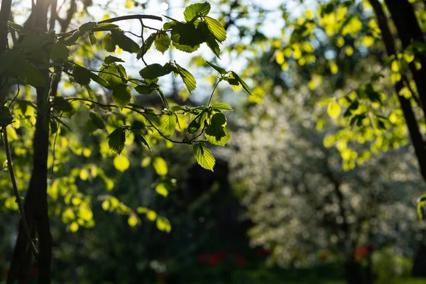 Hazel leaves in backlight sunlight, macro photo hazel yellow green leafs, sun rays at leafs