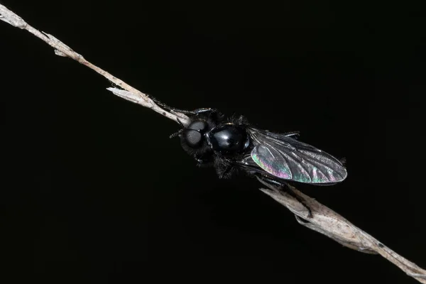 Adulto Hermetia Illucens Uma Espécie Mosca Família Stratiomyidae — Fotografia de Stock