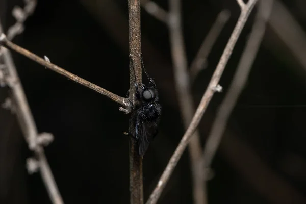 Adult Hermetia Illucens Een Vliegensoort Uit Familie Van Stratiomyidae — Stockfoto