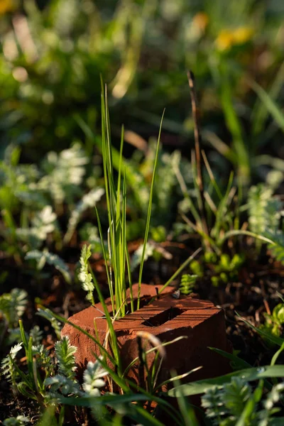 Jeruk Batu Bata Rumput Hijau Rumput Muda Tumbuh Dalam Bata — Stok Foto