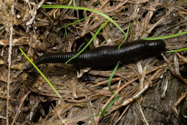 Leech Grass Close Macro Mode Black Leech Yellow Stripe Hirudinea — Stock Photo, Image