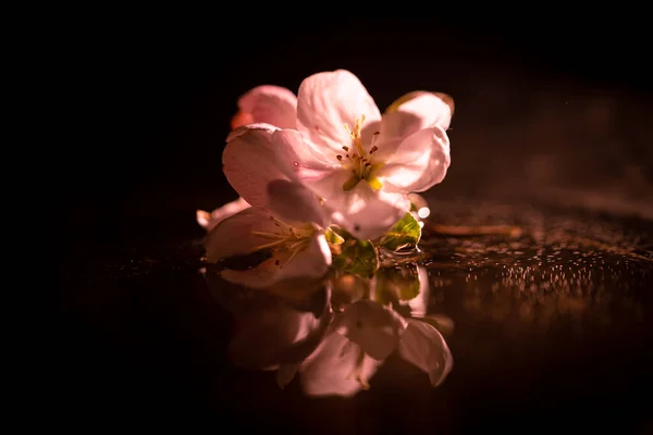 Apfelblüte Auf Schwarzem Hintergrund Mit Spiegelung — Stockfoto
