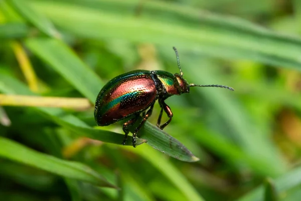 メタリックな緑色の光沢のある葉甲虫 — ストック写真