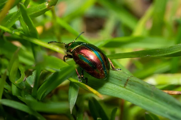 メタリックな緑色の光沢のある葉甲虫 — ストック写真