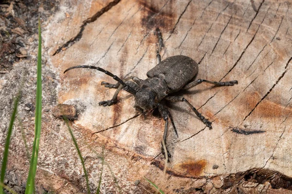 シストロセラ Xystrocera ケラムシ科に属する長い角甲虫の属である — ストック写真