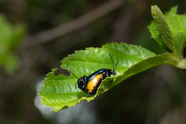 Alder Leaf Beetle Agelastica Alni — Stock Photo, Image