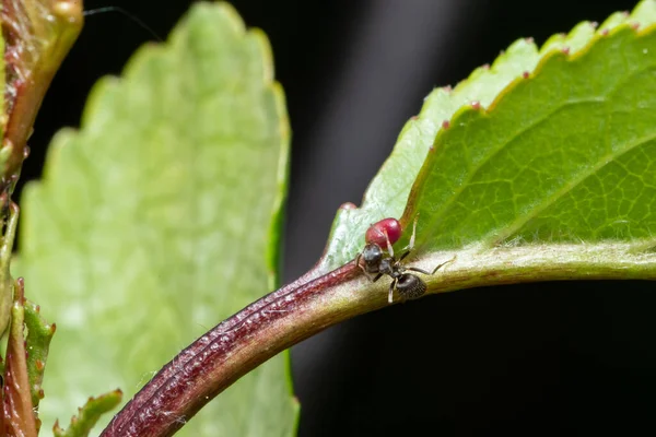 Feuilles Cerisier Affectées Par Les Pucerons Insectes Nuisibles Sur Plante — Photo