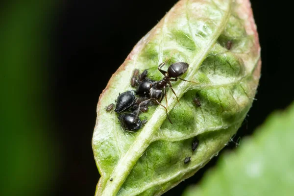 Von Blattläusen Befallene Kirschblätter Schädlinge Der Pflanze Marienkäfer Fressen Blattläuse — Stockfoto