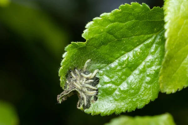 Caterpillars Made Cocoons Tree Caterpillars Ate All Leaves Tree Twined — Stock Photo, Image