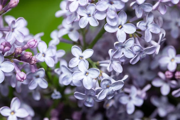特写美丽的紫丁香花 — 图库照片