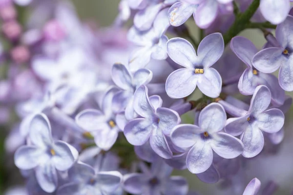 特写美丽的紫丁香花 — 图库照片