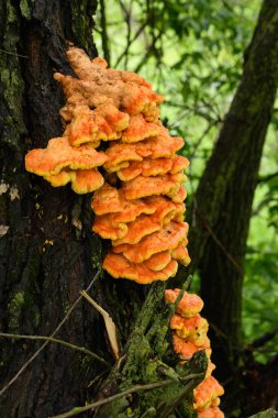 Yakından bakınca Laetiporus sülfür.
