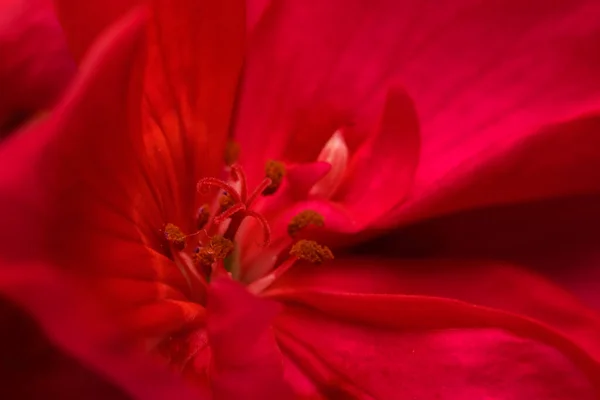 Geranium Flower Piros Makró Közelkép — Stock Fotó