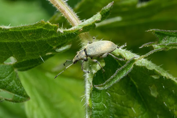 Phyllobius Pomaceus Scarabée Sur Feuille Ortie — Photo