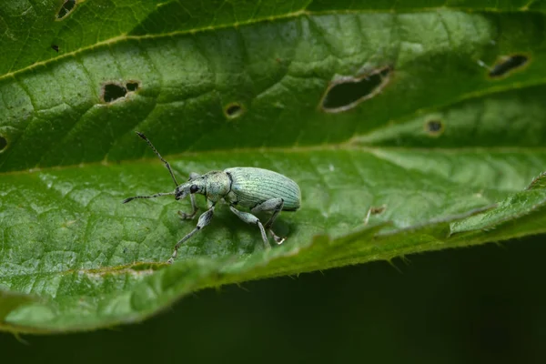 Phyllobius Pomaceus Scarabée Sur Feuille Ortie — Photo