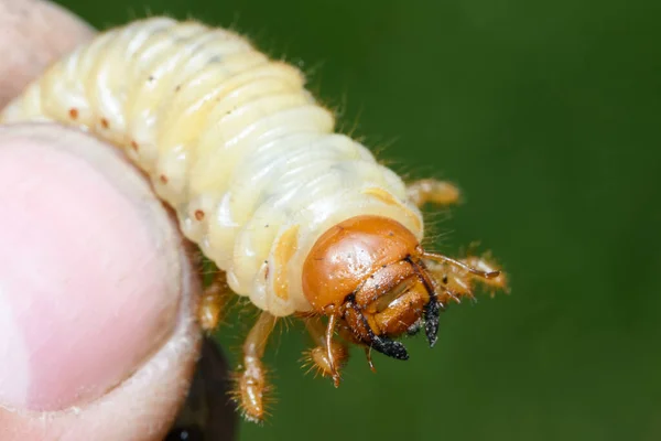 Larven Des Europäischen Wegerich Melolontha Melolontha — Stockfoto