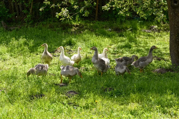 Pequenos Gansos Pastam Grama Verde — Fotografia de Stock