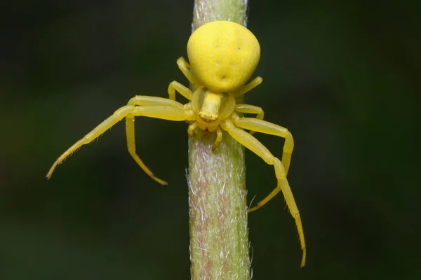 골덴로 Goldenrod Gunk Misumena Vatia 식물의 줄기에 노란색 색이다 다리가 — 스톡 사진