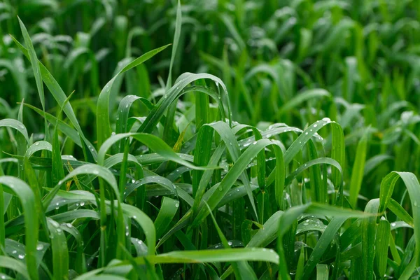 Rumputan Hijau Tinggi Dengan Tetes Embun Atasnya Juicy Rumput Setelah — Stok Foto