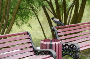 Bankta oturan kapüşonlu karga