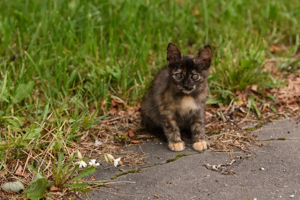 Stray Dark Cat Sits Street Background Green Grass Bushes Asphalt — Stock Photo, Image