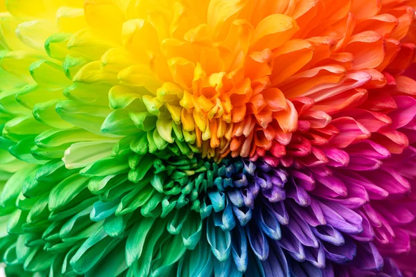 Multicolored Petals Chrysanthemum Rainbow Colored Flower Close Texture — Stock Photo, Image