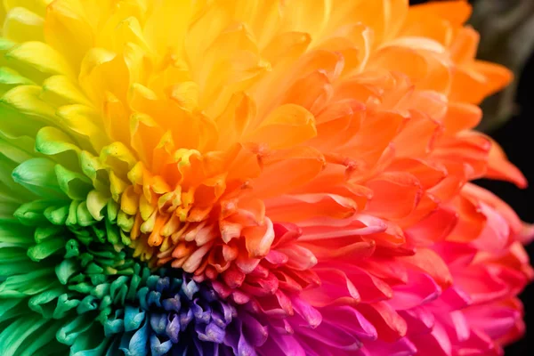 Pétalos Multicolores Crisantemo Una Flor Color Arco Iris Textura Primer — Foto de Stock