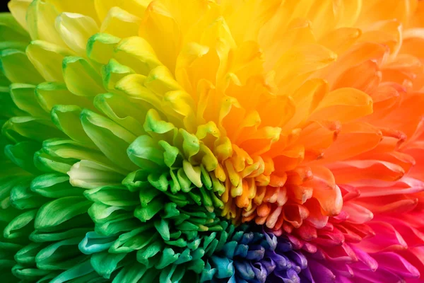 Moniväriset Krysanteemin Terälehdet Sateenkaaren Värinen Kukka Lähikuva Tekstuuri — kuvapankkivalokuva