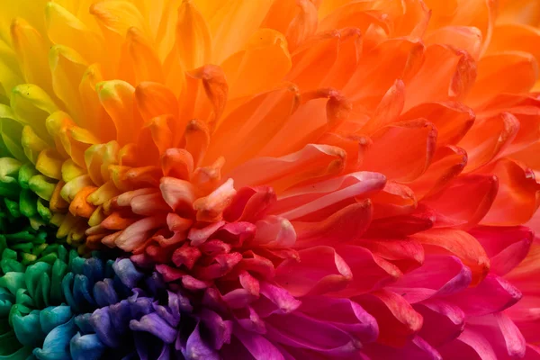 Multicolored Petals Chrysanthemum Rainbow Colored Flower Close Texture — Stock Photo, Image