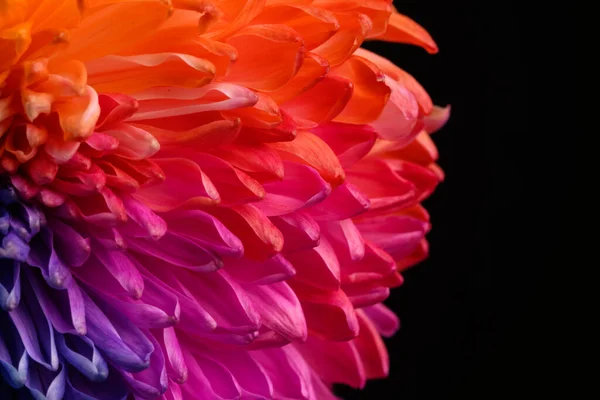 Flerfärgade Kronblad Krysantemum Regnbågsfärgad Blomma Närbild Struktur — Stockfoto
