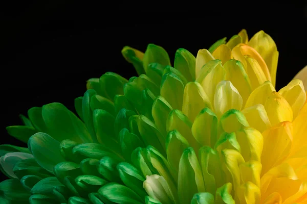 Pétalas Multicoloridas Crisântemo Uma Flor Cor Arco Íris Textura Close — Fotografia de Stock