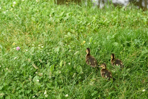 Yeşil Çimlerin Üzerinde Küçük Ördek Yavruları Şirin Bebek Ördekler Bataklıkta — Stok fotoğraf