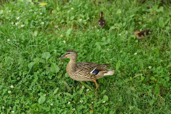 Vadkacsa Kiskacsákkal Partján — Stock Fotó