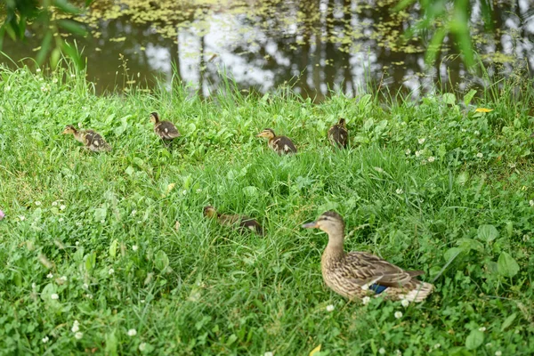 Wild Duck Ducklings Bank Pond — Stock Photo, Image