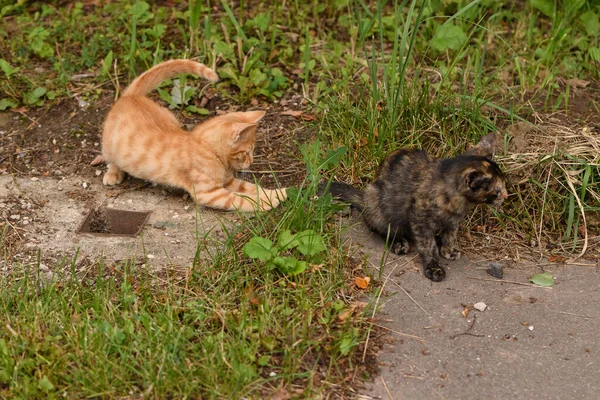Kittens Spelen Straat Tegen Achtergrond Van Groen Gras Struiken Asfalt — Stockfoto