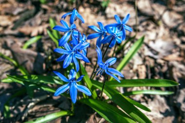 Kardelen - ilk bahar çiçekleri, doğa uyanır yakında yaz olacak