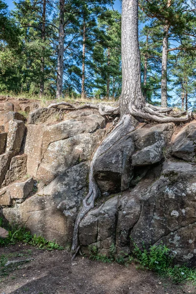 Solul Strat Fertil Mic Iar Vegetația Trebuie Lupte Parțial Pentru — Fotografie, imagine de stoc