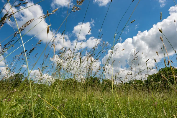 View from below. Beautiful sunny day, green grass and blue sky with clouds. Beautiful Sunny day, blue sky and green tall grass and you want to go on holiday and roll in the grass