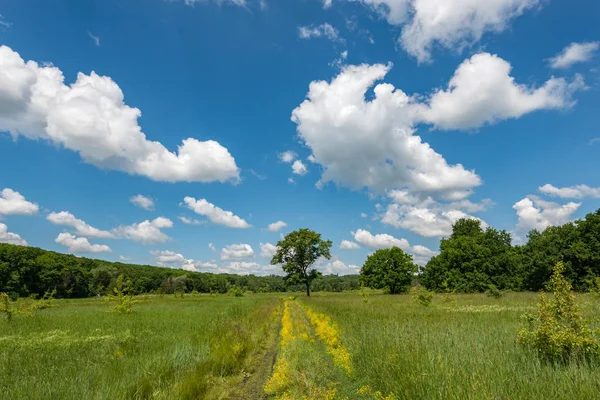 구름과 화창한 잔디와 — 스톡 사진