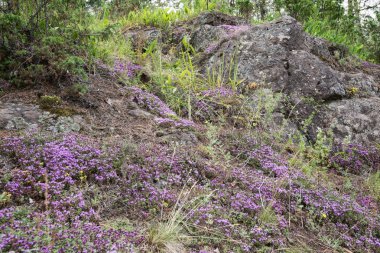 Kayalar ve taşlar üzerinde güzel çiçeklerin. Valaam arazi kayalık kıyılarında Ladoga Gölü gür suların üzerinde yükselmesi, rahat ve sessiz parçası olduğunu