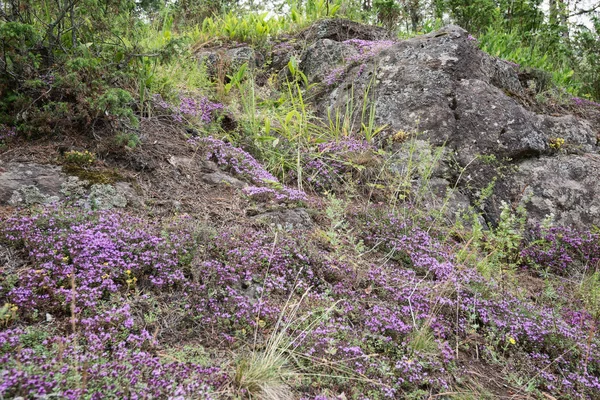 Kayalar ve taşlar üzerinde güzel çiçeklerin. Valaam arazi kayalık kıyılarında Ladoga Gölü gür suların üzerinde yükselmesi, rahat ve sessiz parçası olduğunu