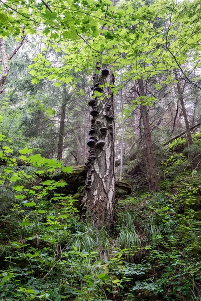 Natură Diversă Insula Valaam Valaam Este Bucată Pământ Confortabilă Liniștită — Fotografie, imagine de stoc