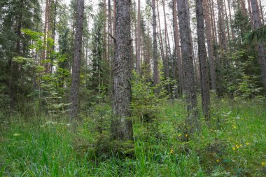 Geçilmez ormanlar adanın kaybolmak çok kolay. Valaam arazi kayalık kıyılarında Ladoga Gölü gür suların üzerinde yükselmesi, rahat ve sessiz parçası olduğunu