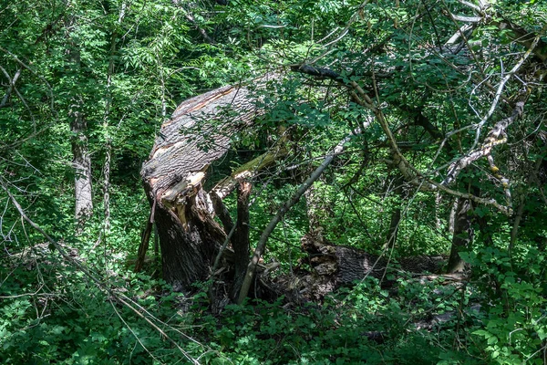 Vântul Puternic Rupt Copac Puternic Dar Care Era Lângă Copaci — Fotografie, imagine de stoc