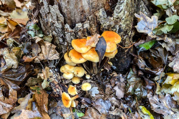 Stump Avec Des Champignons Automne Avant Les Gelées Hiver Automne — Photo