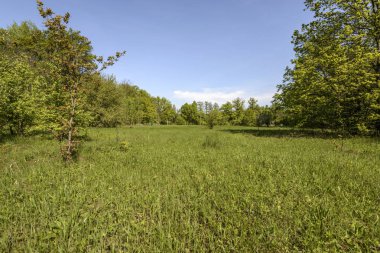 Çayır su temizlenir ve bitkiler bereketli bir halı ile giyinmiş. Bahar havasında orman, nehir, Genç Yeşiller ve kuşlar şarkı, yeni bir hayat izlerken selden sonra geçilmez yollar