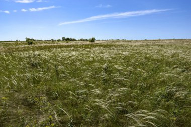 Bozkır tüy çim baharda güzel, geniş alanlar kaplar. Esas olarak bozkırlarında Kretase oluşumları ile yetişir