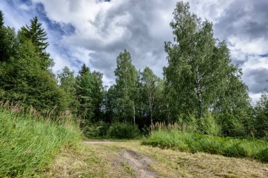 Ağaçlar duvarına güzel göl ne kadar gün bulutlu, ama görkemli doğa Vologda bölgesi getiriyor korur
