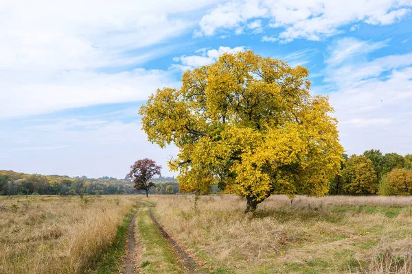 Otoño Pinta Follaje Los Árboles Diferentes Colores Desde Amarillo Claro — Foto de Stock