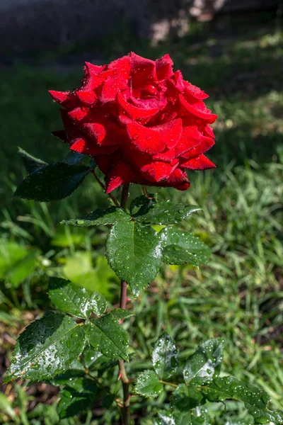 Rose with drops of water on the stem, morning rays of the sun, option 1. Garden roses are very attractive and graceful, the color of the rose conveys the mood, and the thorns symbolize strength